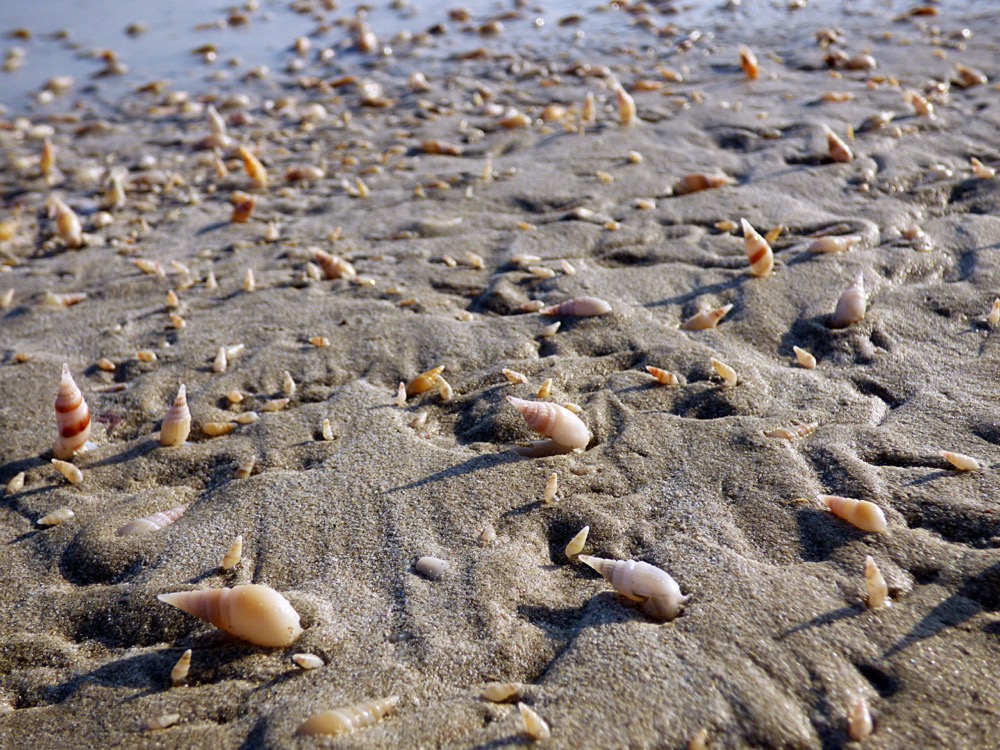 gastropods and mollusks