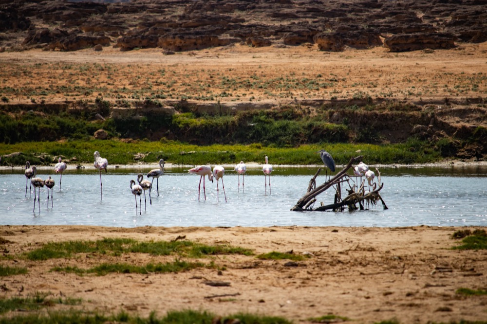 Flamingos Khor Rori
