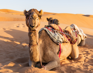 Camel in Oman desert