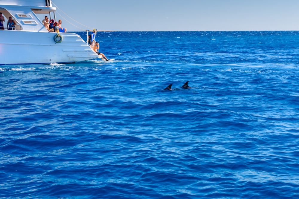 Dolphin Watching Boat