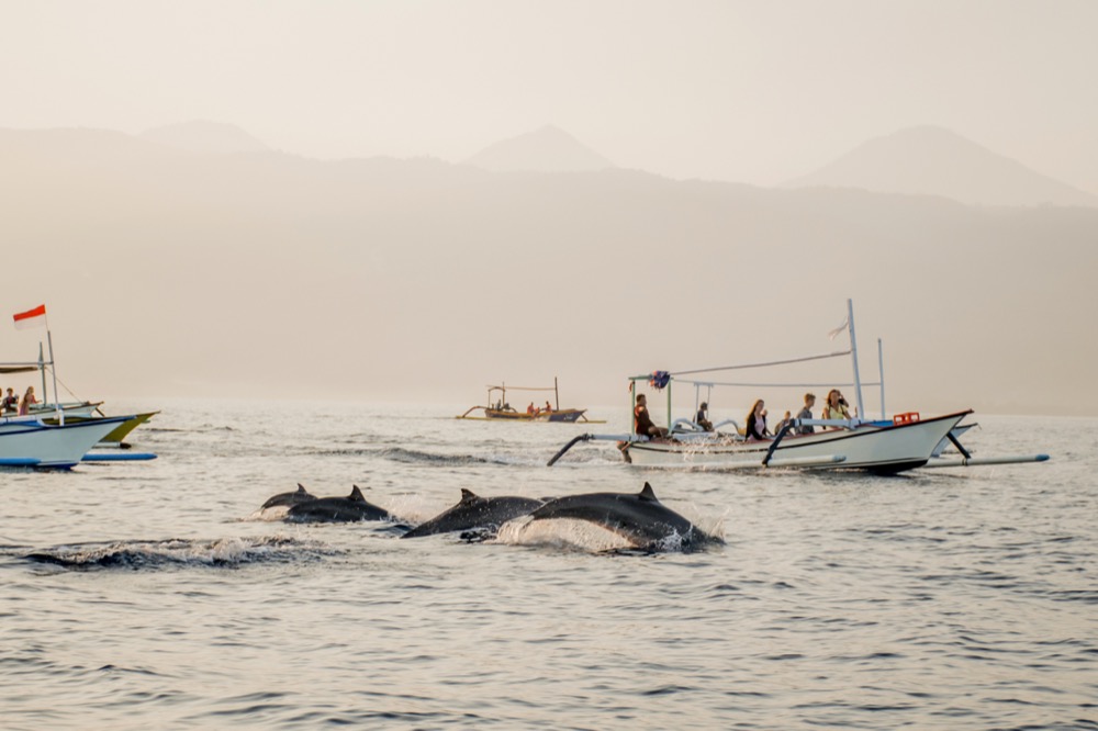 delightful scenes of dolphins