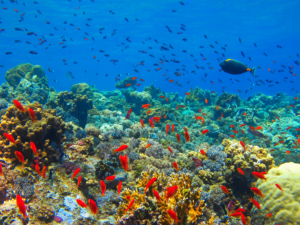 Oman Aquarium