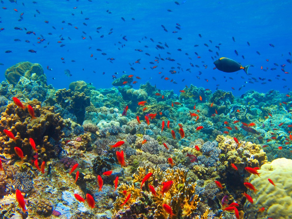 Oman Aquarium